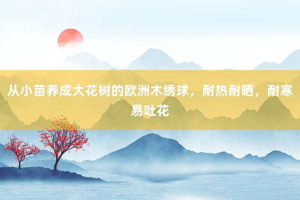 从小苗养成大花树的欧洲木绣球，耐热耐晒，耐寒易吐花