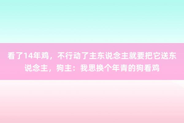 看了14年鸡，不行动了主东说念主就要把它送东说念主，狗主：我思换个年青的狗看鸡